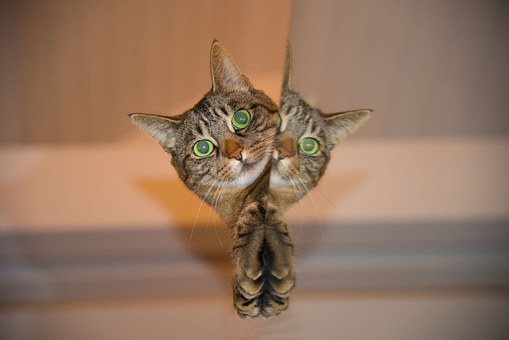 O Gato de Schrödinger: Como a Física Quântica Pode Iluminar Seu Autoconhecimento