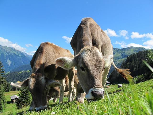 vaca A Vaca No Precipício: Uma Boa Metáfora que Nos Faz Pensar