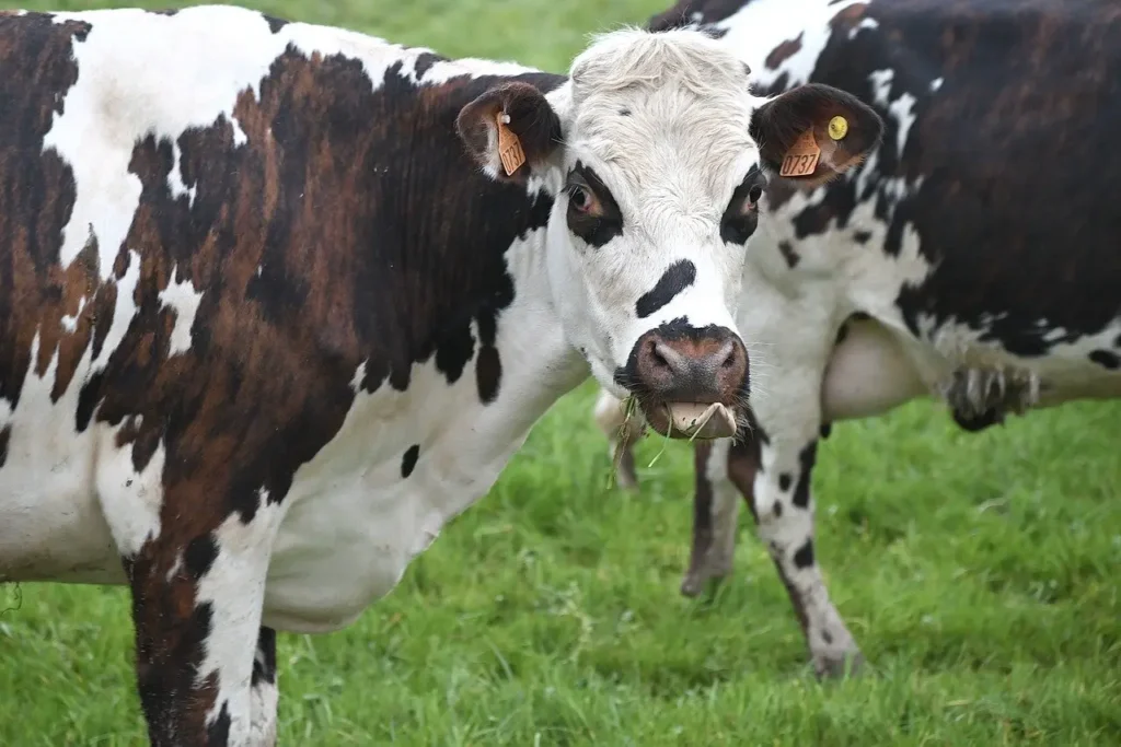 Vaca. Metáforas pra Inspirar a Tua vida Pessoal e Profissional
