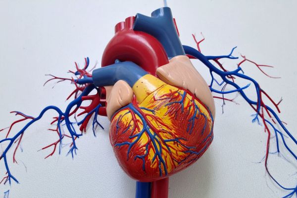 benefícios do sexo cardiovascular representando benefícios do sexo