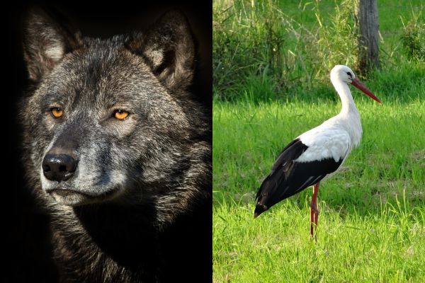 fábulas lobo e cegonha lobo e cegonha