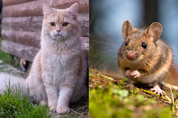 gato e rato fábulas gato e rato