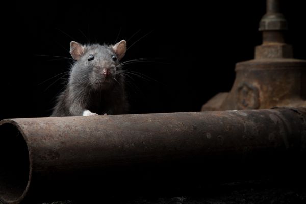 medo de crescimento rato em cima da roldana