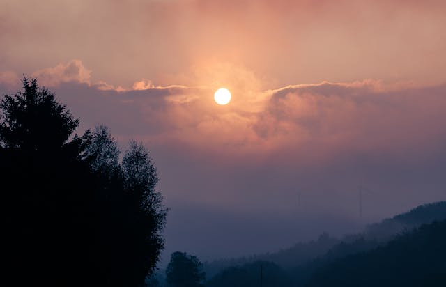 árvores com o fundo um céu e um sol
