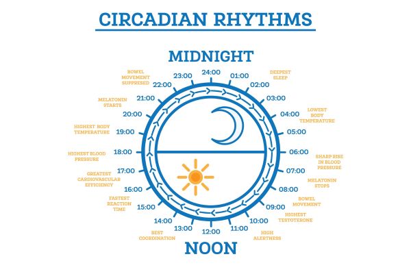 ritmo circadiano ritmo circadiano